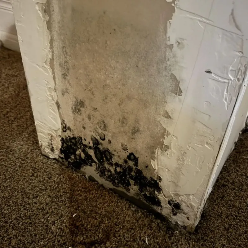 Professional Mold Removal in Jefferson, OR